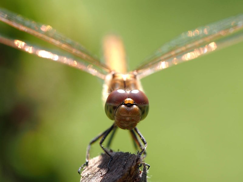Стрекоза желтая Sympetrum flaveolum