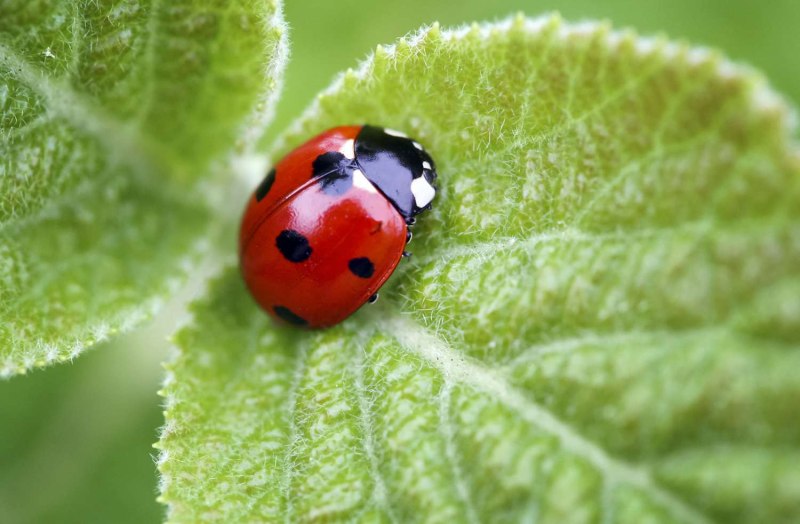 Ladybug Божья коровка