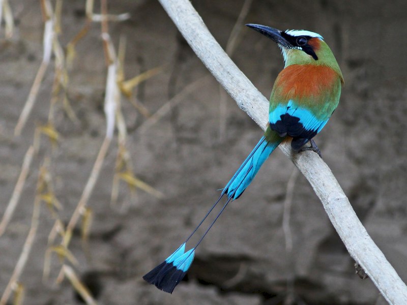 Motmot птица