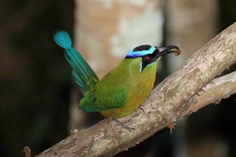 Momotus mexicanus