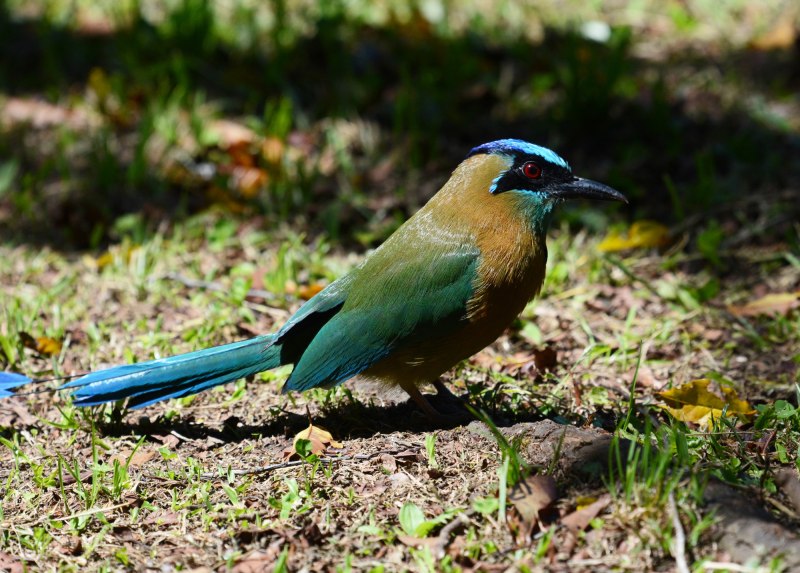 Momotus coeruliceps