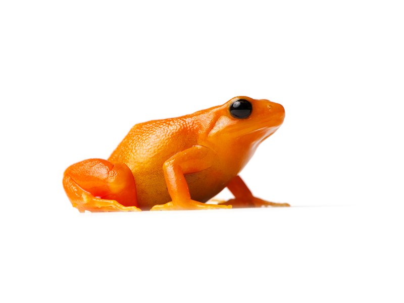 Золотая Мантелла Mantella aurantiaca