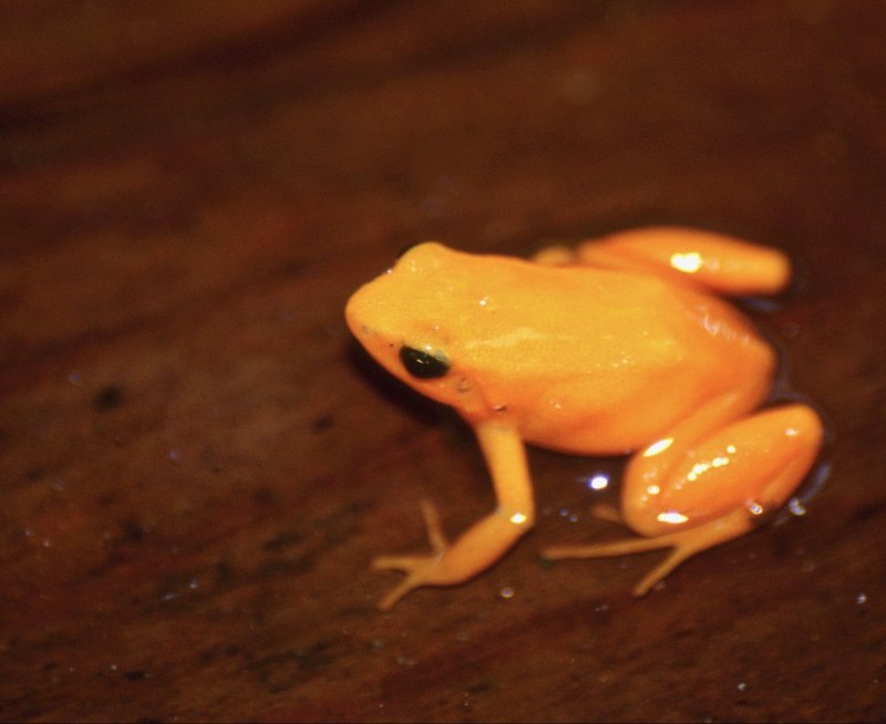 Золотая Мантелла Mantella aurantiaca