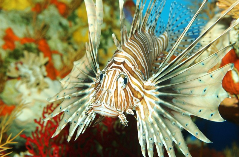 Крылатка Pterois volitans