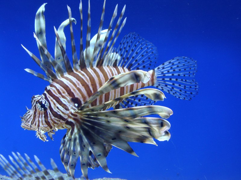 Крылатка-Зебра чернополосая (дьявол) (Pterois volitans)