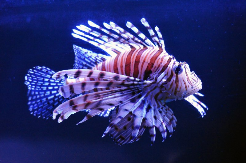 Крылатка-Зебра чернополосая (дьявол) (Pterois volitans)