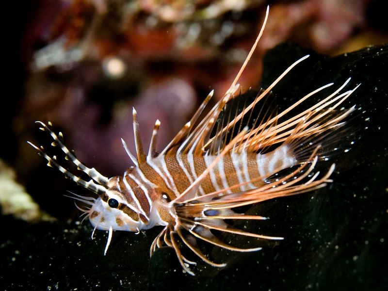 Pterois antennata — антенновая крылатка