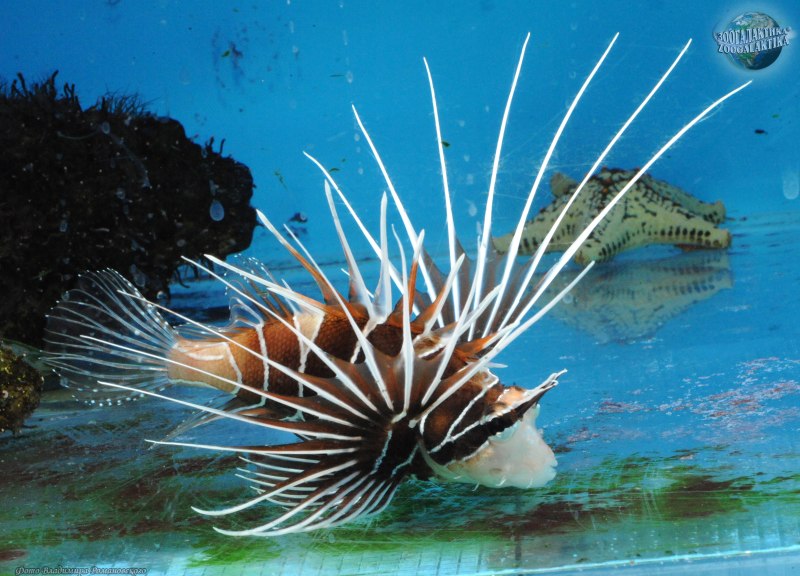 Рыба-Лев. Pterois Radiata