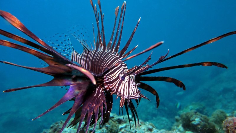 Рыба крылатка Pterois antennata