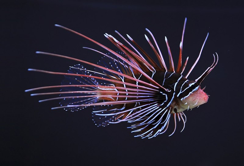 Рыба-Лев. Pterois Radiata