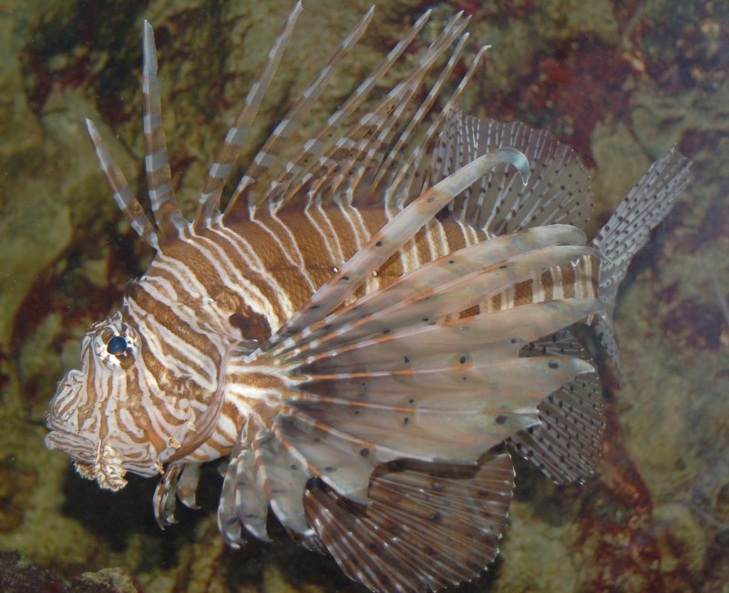 Pterois russelii
