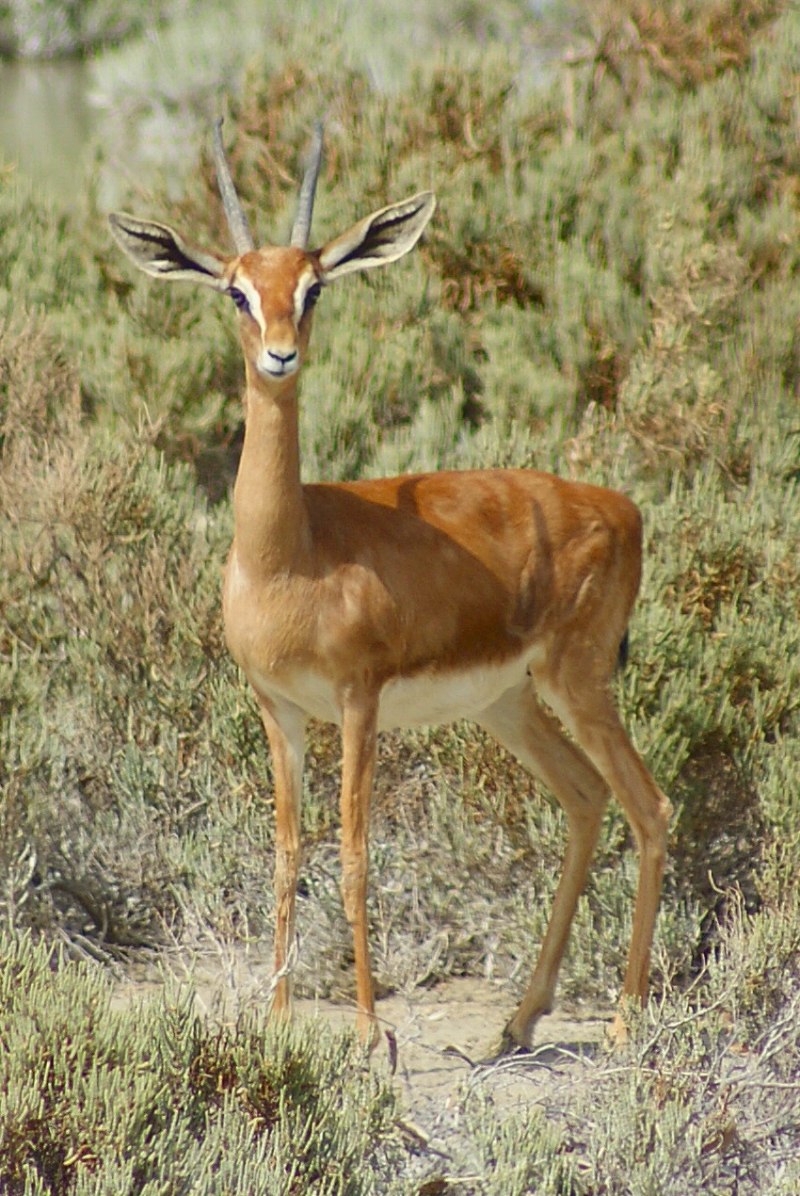 Gazella Gazella