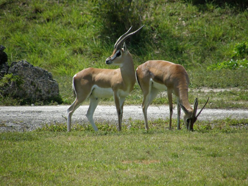 Eudorcas rufifrons