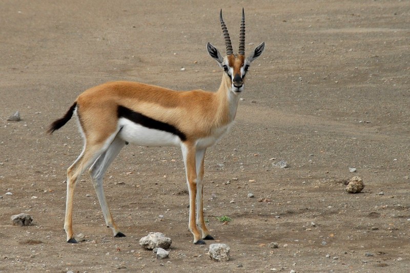 Eudorcas rufifrons