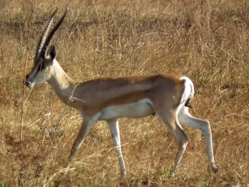 Gazella bennettii