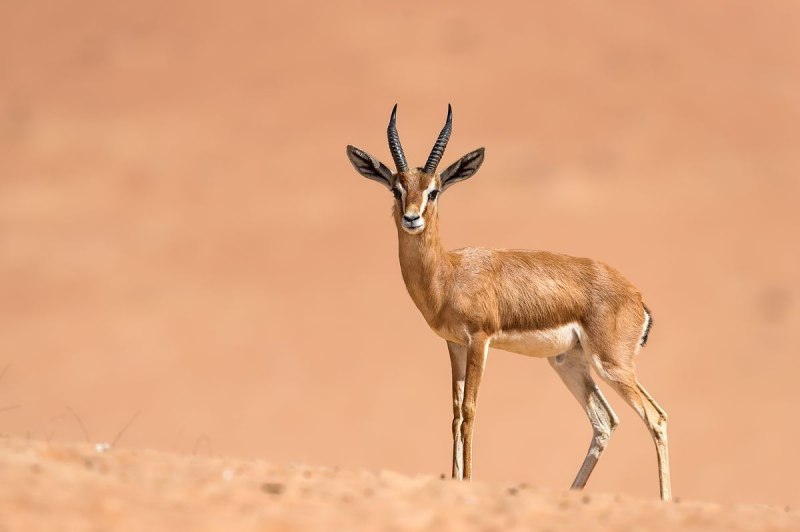 • Песчаная Газель (Gazella leptoceros)