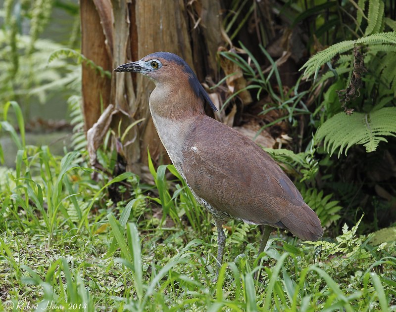 Gorsachius melanolophus