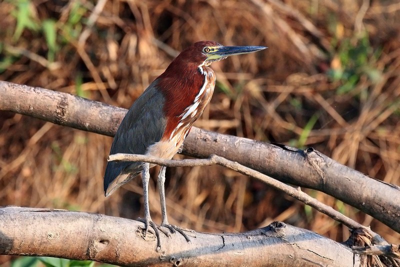 Tigrisoma lineatum