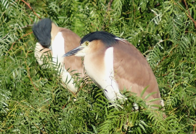 Nankeen Night Heron