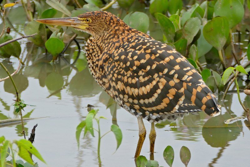 Tigrisoma lineatum