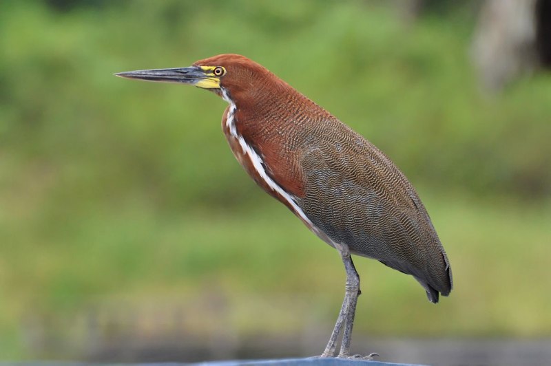 Tigrisoma lineatum