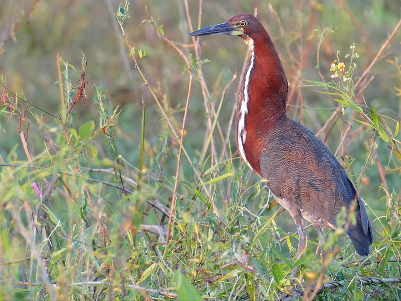 Tigrisoma lineatum