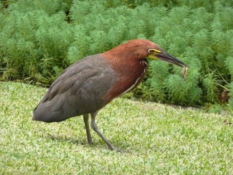 Tigrisoma lineatum