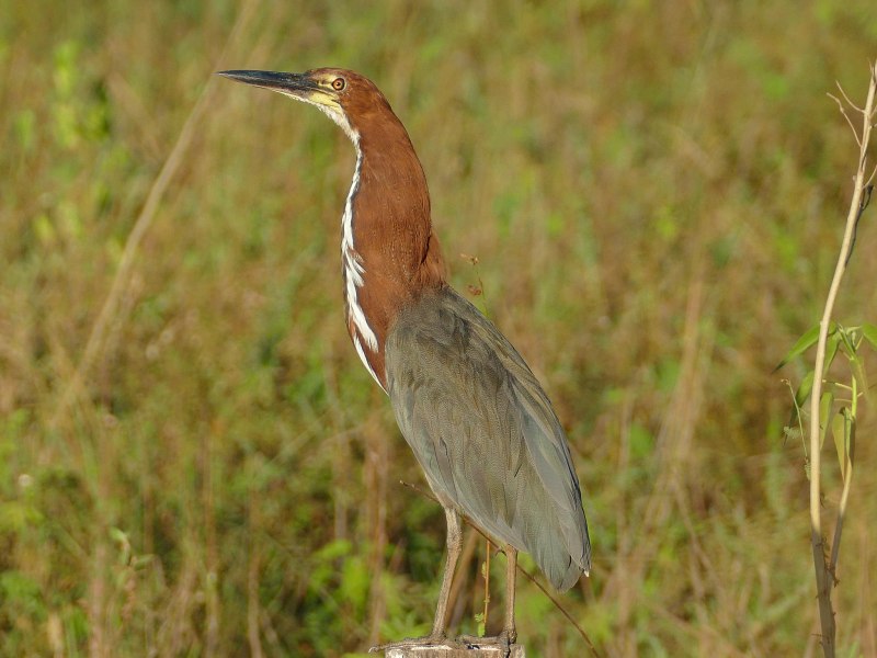 Tigrisoma lineatum