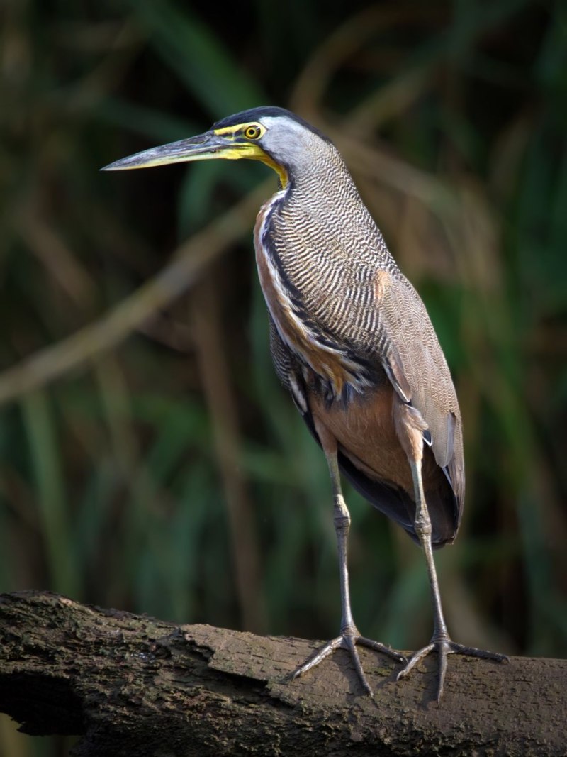 Tigrisoma mexicanum