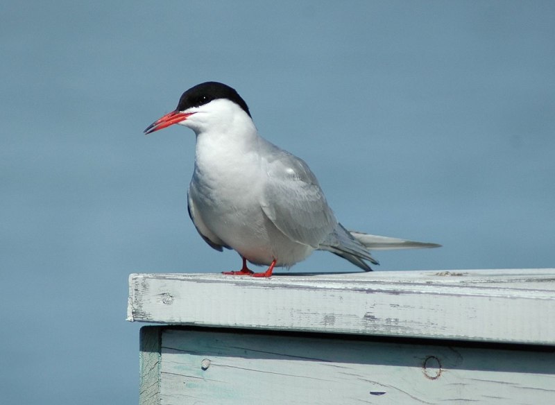 Sternidae