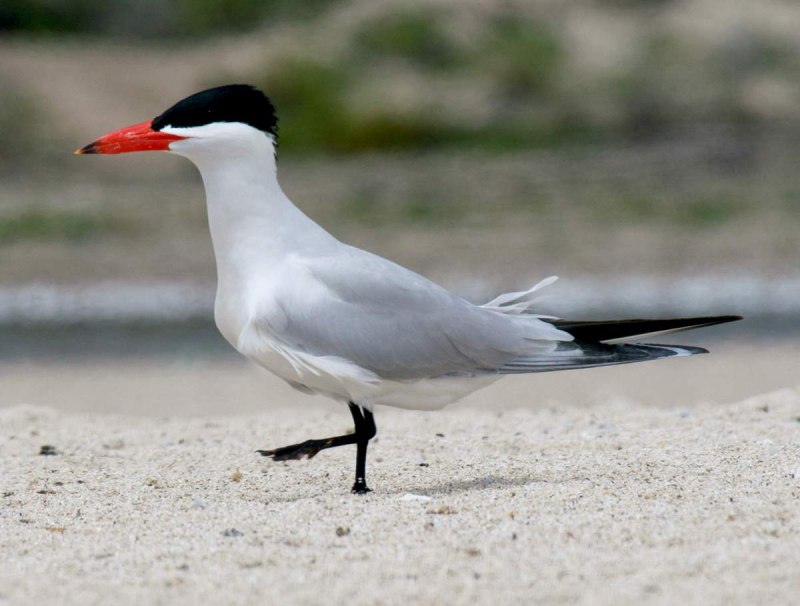 Чеграва (Hydroprogne Caspia)