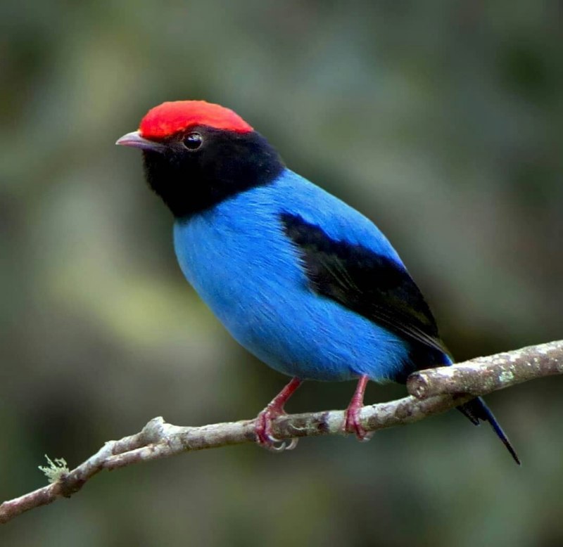 Монета 2021 colourful Birds Blue Jay
