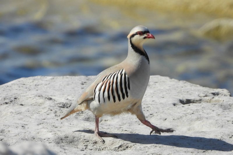 Alectoris Chukar