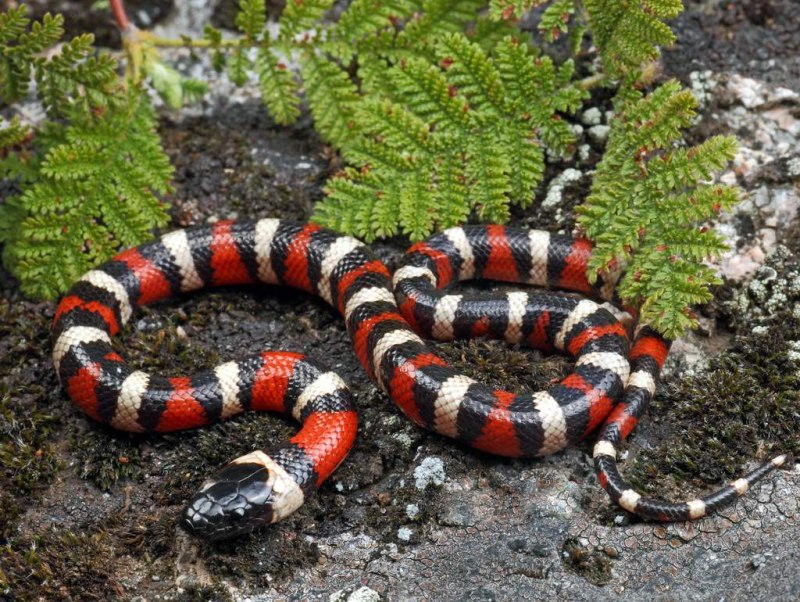 Королевская змея (Lampropeltis)