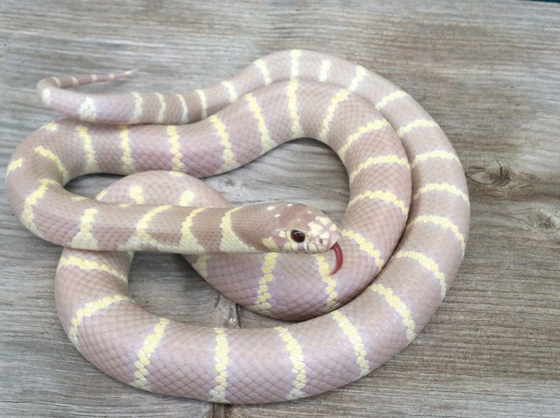 Королевская змея Калифорнийская Albino
