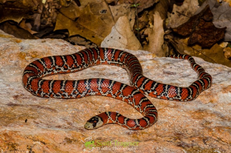 Королевская змея (Lampropeltis)