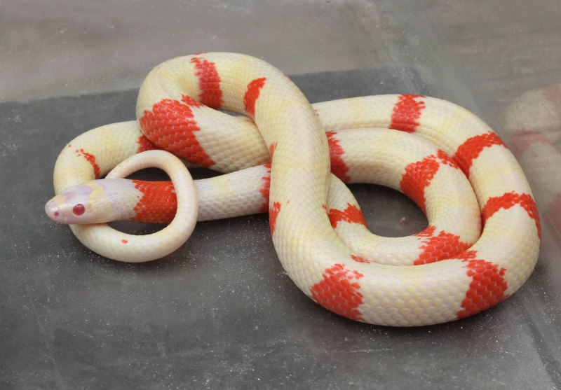 Молочная змея Кэмпбелла (Lampropeltis Triangulum campbelli)