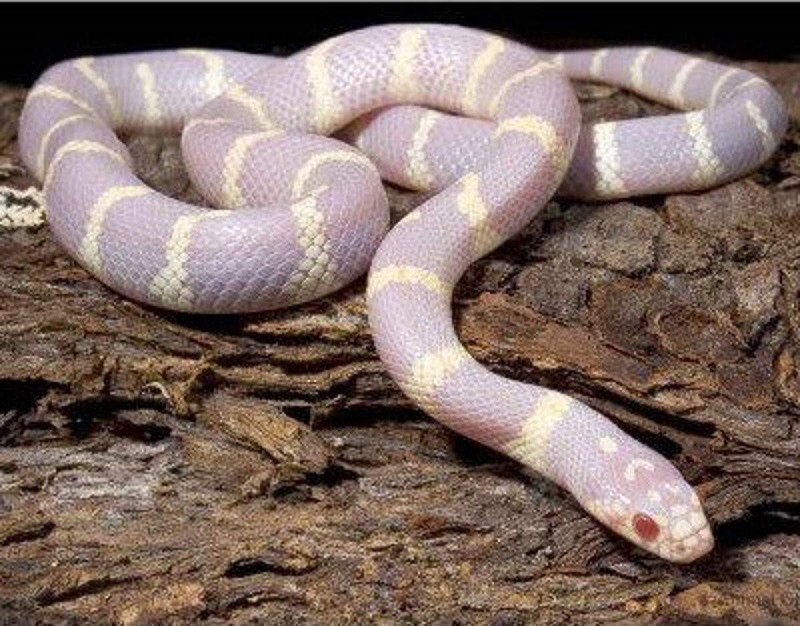 Королевская змея Калифорнийская Albino