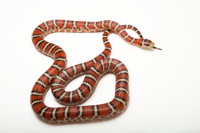 Lampropeltis pyromelana knoblochi