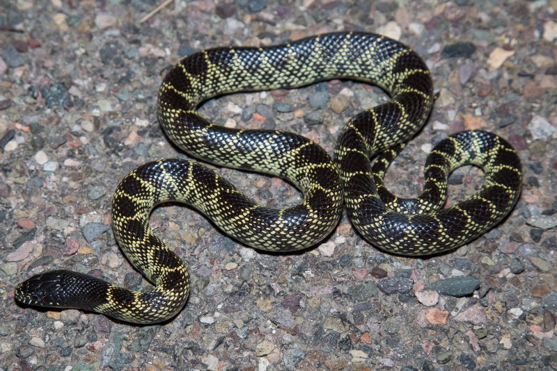 Королевская змея великолепная Lampropeltis