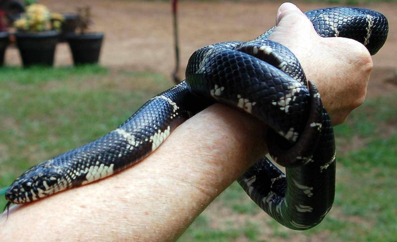 Королевская змея великолепная Lampropeltis