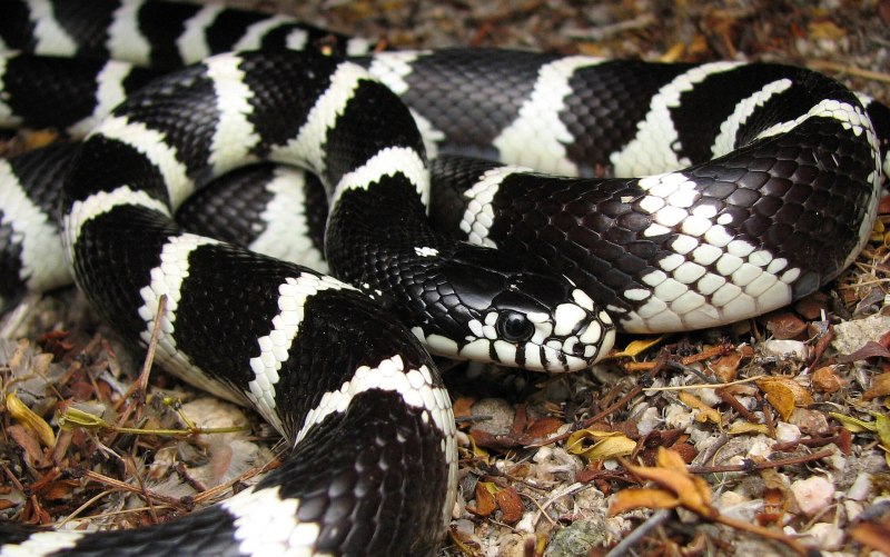 Королевская змея (Lampropeltis)