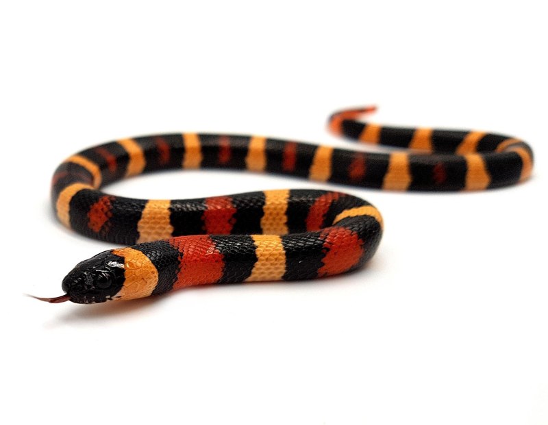 Lampropeltis Triangulum campbelli