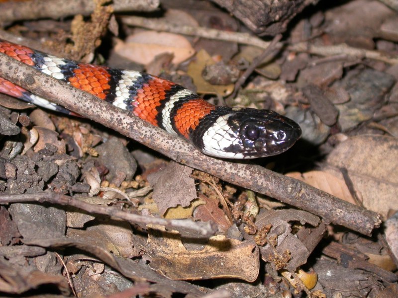 Королевская змея (Lampropeltis)
