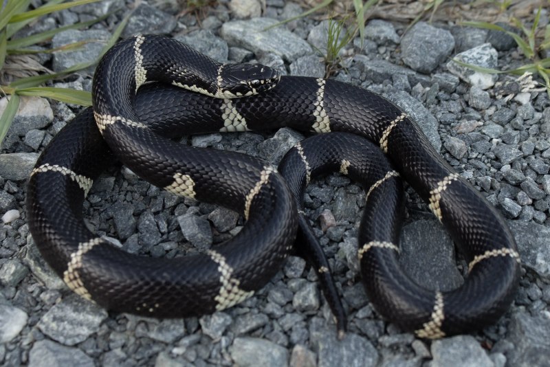 Королевская змея великолепная (Lampropeltis getula splendida)