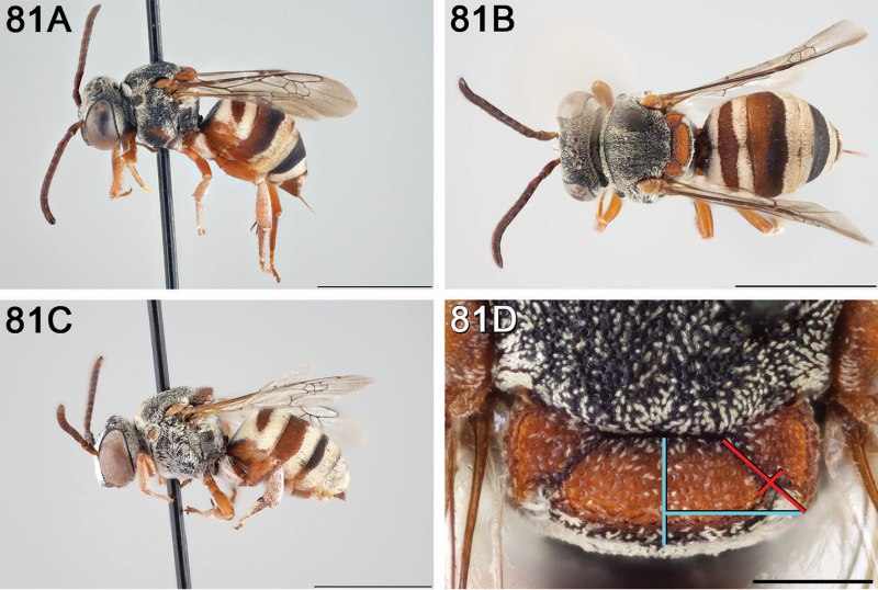 Hypochthonius rufulus