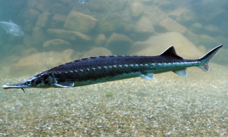Севрюга – Acipenser stellatus Pallas, 1771