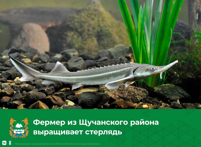 Стерлядь Acipenser ruthenus