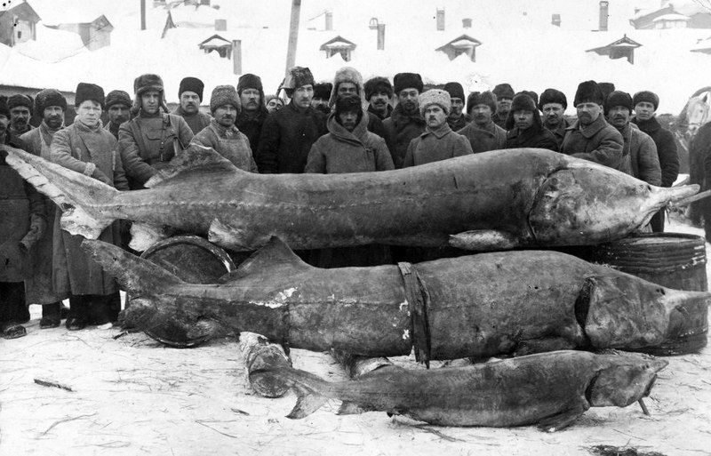 Тетюши Белуга 1921
