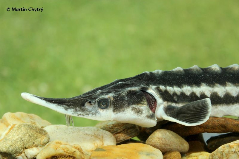 Севрюга – Acipenser stellatus Pallas, 1771
